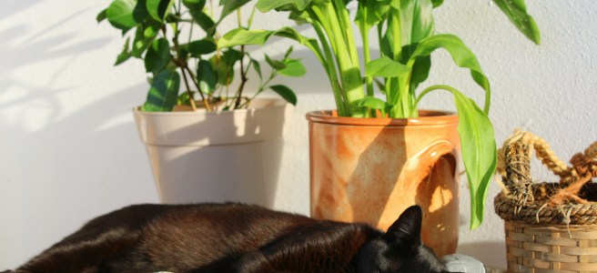 Black cat resting peacefully by indoor plants, embodying relaxation and mindful living.