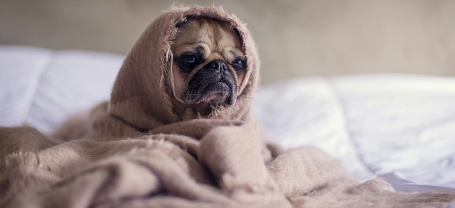 Pug wrapped in a blanket on a bed, symbolizing relaxation, self-care, and preventing burnout through healthy work-life balance.